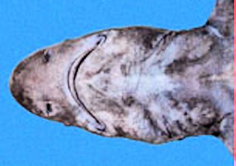 Echinorhinus brucus_04.jpg